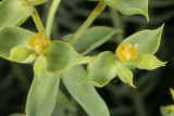 Euphorbia pithyusa RCP6-07 061.jpg
